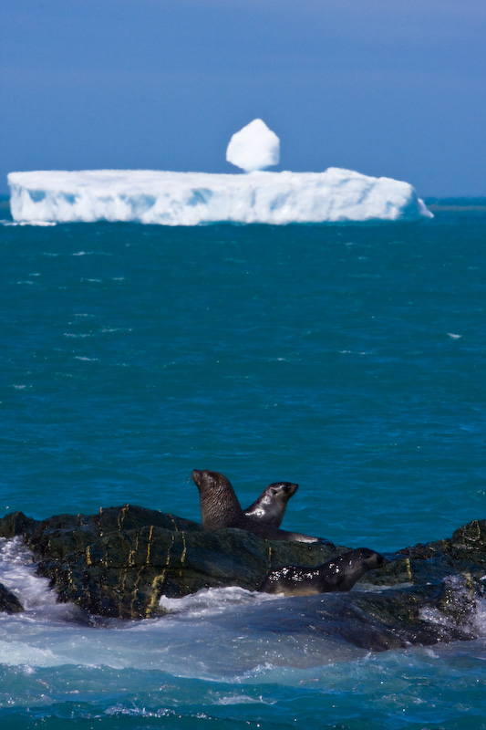 Antarctic Fur Seals And Iceberg